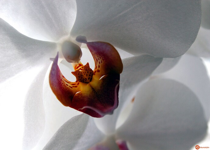 WhiteOrchid.jpg