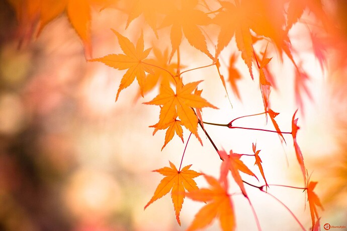 Momiji_Dream_by_Deacon_MacMillan.jpg