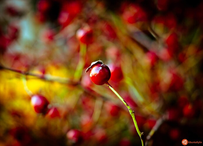 Berries_by_Orb9220.jpg