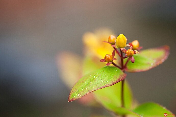 Morning_Dew_by_Lars_Clausen.jpg