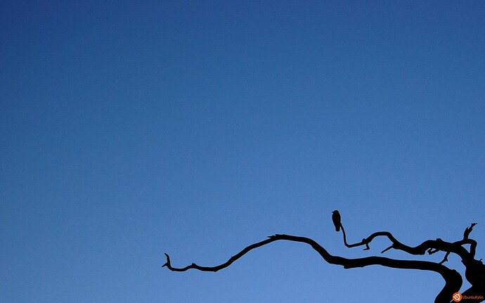 Bird_by_Magnus.jpg