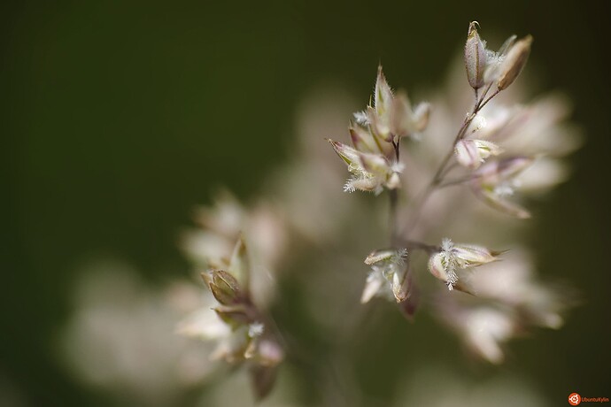 Early_Blossom_by_Dh0r.jpg
