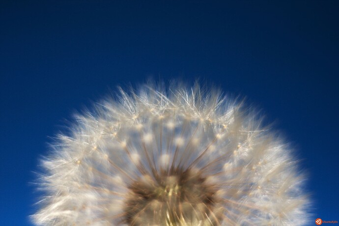 Fluffodome.jpg
