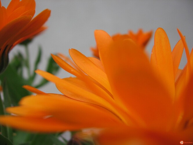 Naranja.jpg