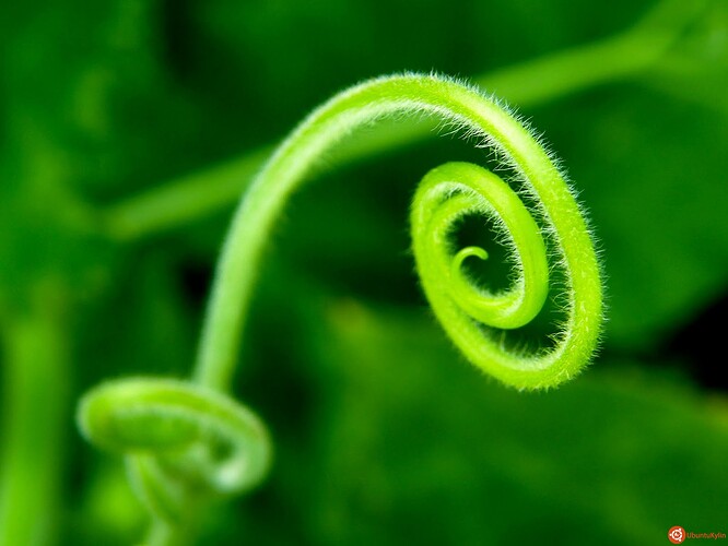 Spiral_by_firas.jpg