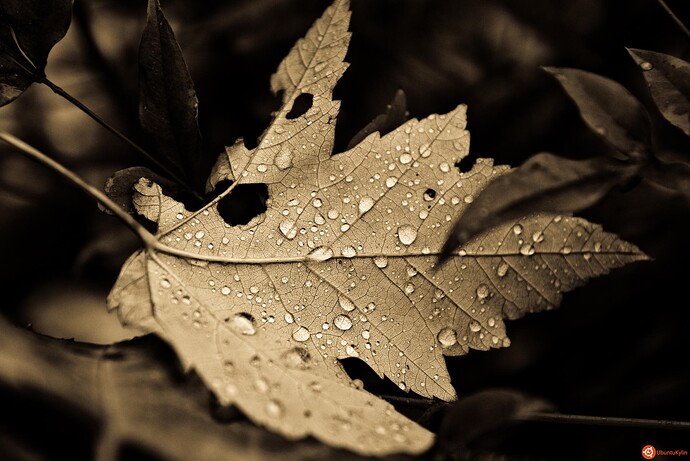 FallDrops,AncientLight.jpg