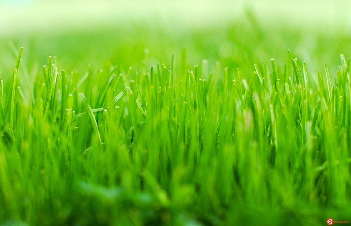 GrassinA.jpg