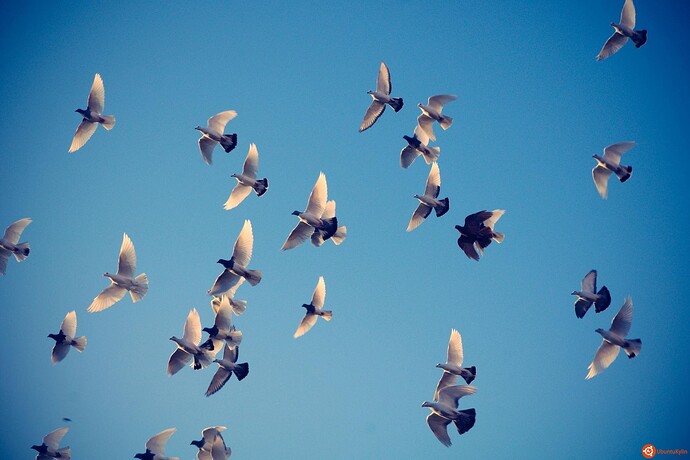 Flocking_by_noombox.jpg