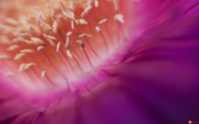 PurpleDancers_by_Emilio_Merlino.jpg