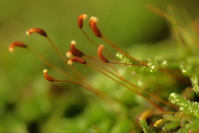 Small_flowers_by_Dariusz_Duma.jpg