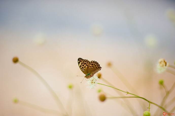 Butterfly.jpg