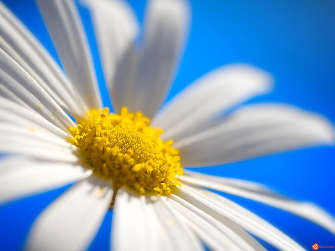 Daisy.jpg