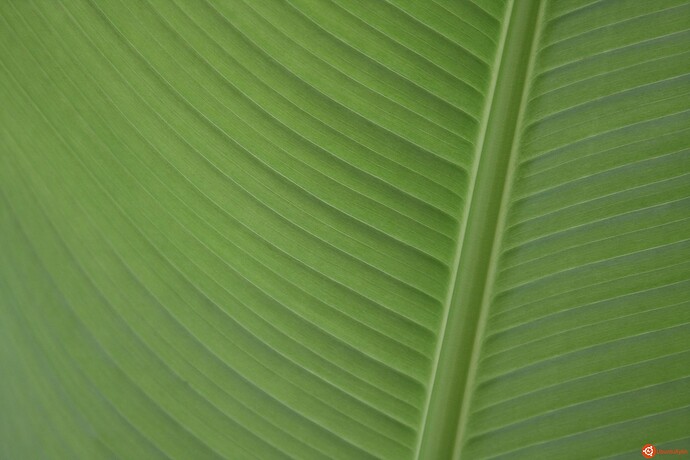 Palmengarten.jpg