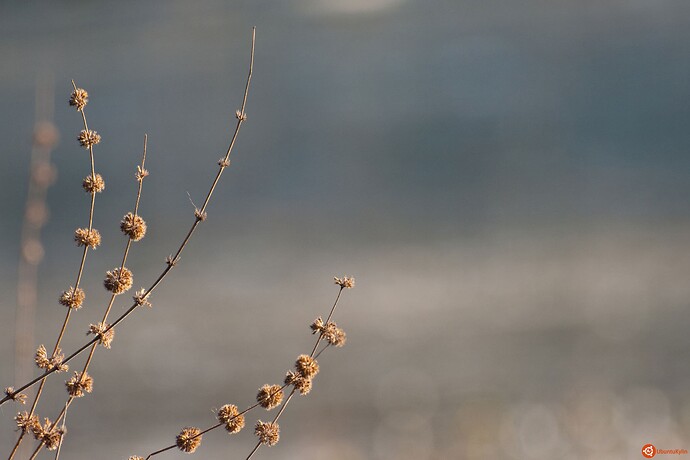 Winter_Morning_by_Shannon_Lucas.jpg