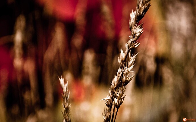 WildWheat_by_Brian_Burt.jpg